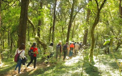 Day Trips To Menagesha Suba Forest