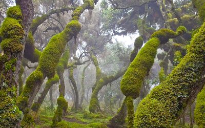 Bale Mountains Adventure Tours 5 Days